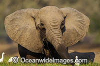 African Elephant Zimbabwe Photo - Chris and Monique Fallows