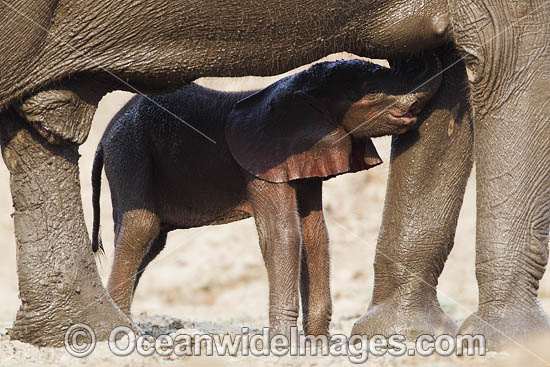 African Elephant calf suckling female photo