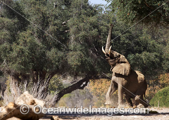 African Elephant (Loxodonta africana), bull trying to attract a female. Hoanib River, Namibia. Photo - Chris and Monique Fallows African Elephant (Loxodonta africana), bull trying to attract a female. Hoanib River, Namibia. Photo - Chris and Monique Fallows