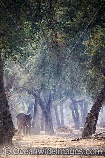 African Elephant (Loxodonta africana). Mana Pools National Park, Zimbabwe. Photo - Chris and Monique Fallows African Elephant (Loxodonta africana). Mana Pools National Park, Zimbabwe. Photo - Chris and Monique Fallows