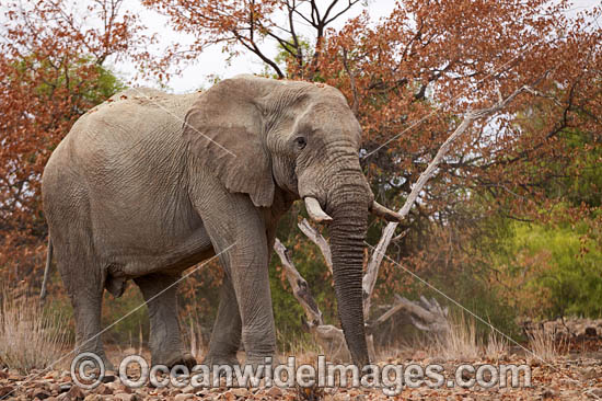 African Elephant (Loxodonta africana). Desert dwelling elephant. Damaraland, Namibia. Photo - Chris and Monique Fallows African Elephant (Loxodonta africana). Desert dwelling elephant. Damaraland, Namibia. Photo - Chris and Monique Fallows