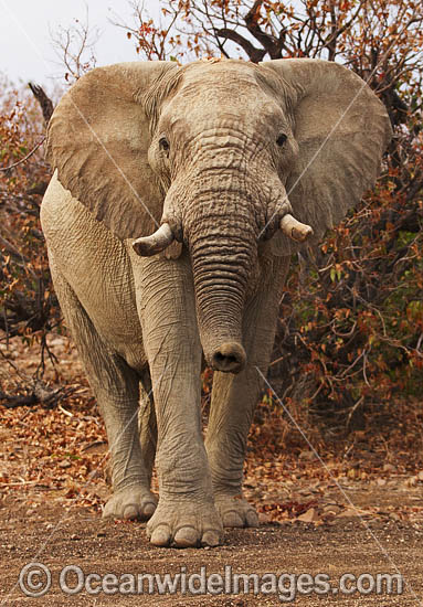 African Elephant (Loxodonta africana). Desert dwelling elephant. Damaraland, Namibia. Photo - Chris and Monique Fallows African Elephant (Loxodonta africana). Desert dwelling elephant. Damaraland, Namibia. Photo - Chris and Monique Fallows