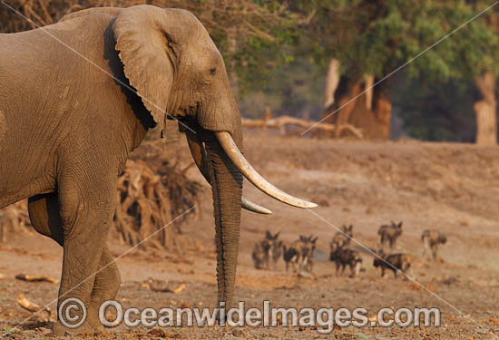 African Elephant with wild dogs photo