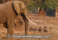 African Elephant with wild dogs Photo - Chris and Monique Fallows