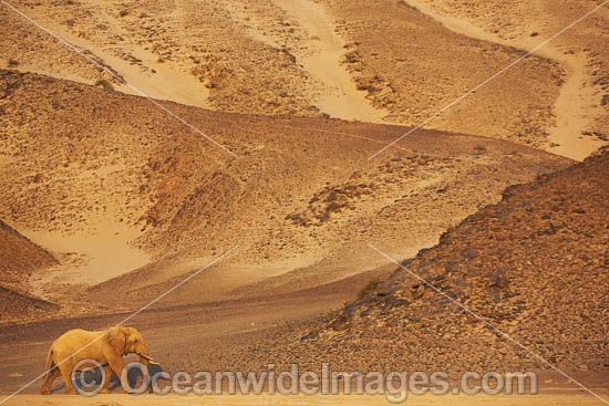 African Elephant (Loxodonta africana). Desert dwelling elephant. Hoanib River, Namibia. Photo - Chris and Monique Fallows African Elephant (Loxodonta africana). Desert dwelling elephant. Hoanib River, Namibia. Photo - Chris and Monique Fallows