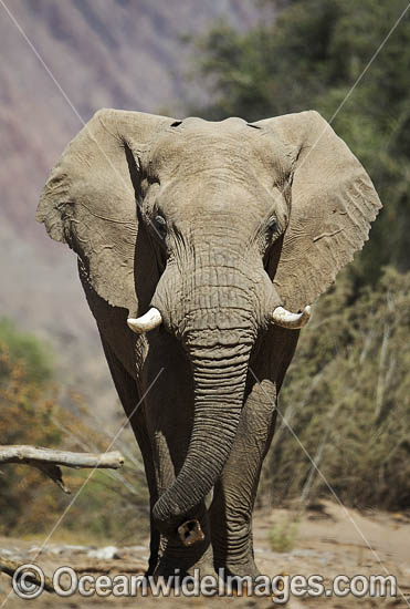 African Elephant (Loxodonta africana). Desert dwelling elephant. Hoanib River, Namibia. Photo - Chris and Monique Fallows African Elephant (Loxodonta africana). Desert dwelling elephant. Hoanib River, Namibia. Photo - Chris and Monique Fallows