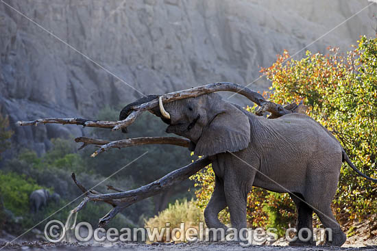 African Elephant (Loxodonta africana), bull trying to attract a female. Hoanib River, Namibia. Photo - Chris and Monique Fallows