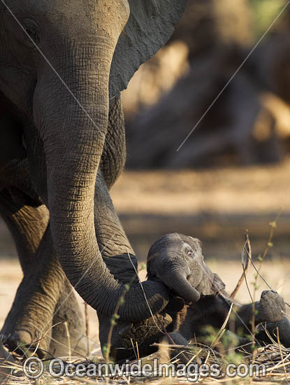 African Elephant adult and young calf photo