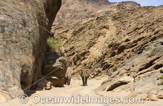 African Elephant (Loxodonta africana). Desert dwelling elephant. Hoanib River, Namibia. Photo - Chris and Monique Fallows African Elephant (Loxodonta africana). Desert dwelling elephant. Hoanib River, Namibia. Photo - Chris and Monique Fallows