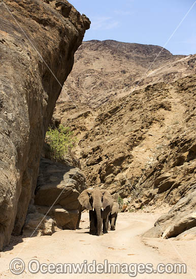 African Elephant (Loxodonta africana). Desert dwelling elephant. Hoanib River, Namibia. Photo - Chris and Monique Fallows