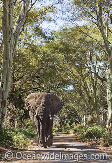 African Elephant (Loxodonta africana). Kruger National Park, South Africa. Photo - Chris and Monique Fallows African Elephant (Loxodonta africana). Kruger National Park, South Africa. Photo - Chris and Monique Fallows