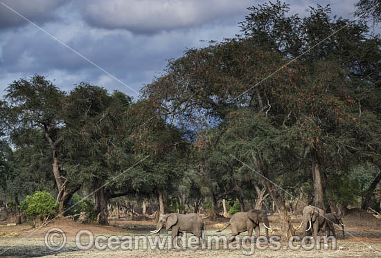 African Elephant bachelor herd photo African Elephant bachelor herd photo