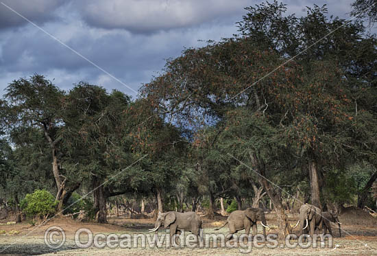 African Elephant bachelor herd photo