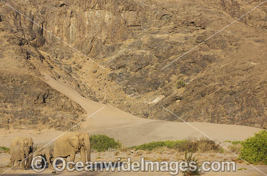 African Elephant Namibia photo