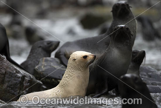Leucistic Antarctic Fur Seal photo