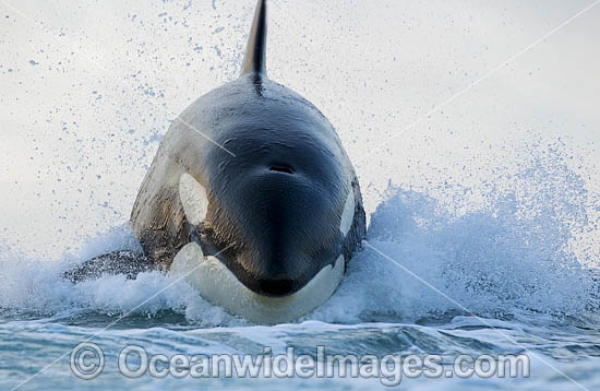 Orca, or Killer Whale (Orcinus orca), breaching whilst hunting dolphin. Photo was taken in False Bay, South Africa. Classified Lower Risk on the IUCN Red List. Photo - Chris and Monique Fallows Orca, or Killer Whale (Orcinus orca), breaching whilst hunting dolphin. Photo was taken in False Bay, South Africa. Classified Lower Risk on the IUCN Red List. Photo - Chris and Monique Fallows
