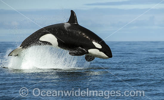 Orca, or Killer Whale (Orcinus orca), breaching whilst hunting dolphin. Photo was taken in False Bay, South Africa. Classified Lower Risk on the IUCN Red List. Photo - Chris and Monique Fallows