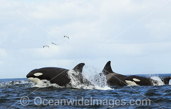 Orca hunting Dolphin photo