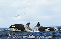 Orca hunting Dolphin Photo - Chris and Monique Fallows