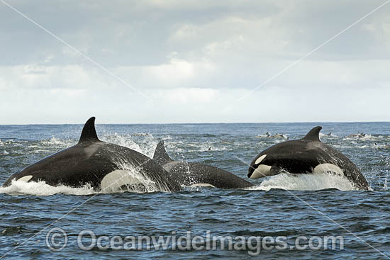 Orca, or Killer Whale (Orcinus orca), hunting dolphin. Photo was taken in False Bay, South Africa. Classified Lower Risk on the IUCN Red List. Photo - Chris and Monique Fallows Orca, or Killer Whale (Orcinus orca), hunting dolphin. Photo was taken in False Bay, South Africa. Classified Lower Risk on the IUCN Red List. Photo - Chris and Monique Fallows