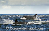 Orca hunting Dolphin Photo - Chris and Monique Fallows