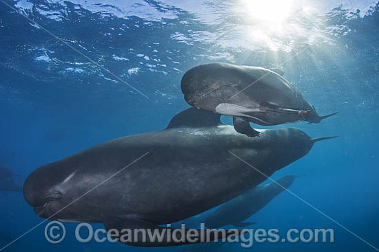 Short-finned Pilot Whale photo