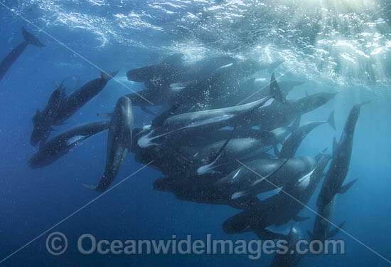 Short-finned Pilot Whale photo