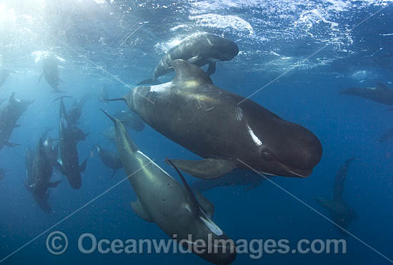 Short-finned Pilot Whale South Africa photo