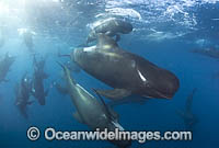 Short-finned Pilot Whale South Africa Photo - Chris and Monique Fallows