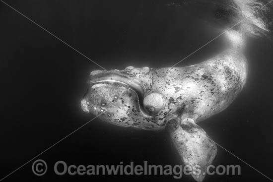 Southern Right Whale photo