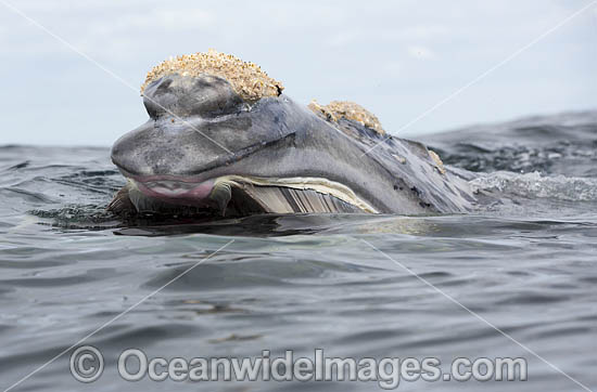 Southern Right Whale feeding photo