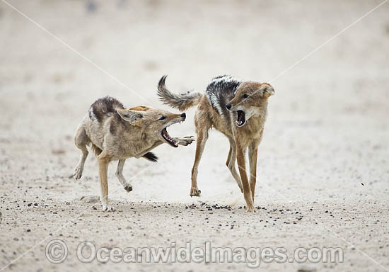 Black-backed Jackal (Canis mesomelas), fighting at a water hole. Kagalagadi National Park, South Africa. Photo - Chris and Monique Fallows