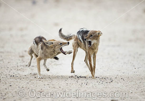 Black-backed Jackal (Canis mesomelas), fighting at a water hole. Kagalagadi National Park, South Africa. Photo - Chris and Monique Fallows Black-backed Jackal (Canis mesomelas), fighting at a water hole. Kagalagadi National Park, South Africa. Photo - Chris and Monique Fallows