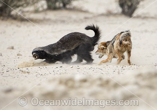 Jackal attacking Badger photo