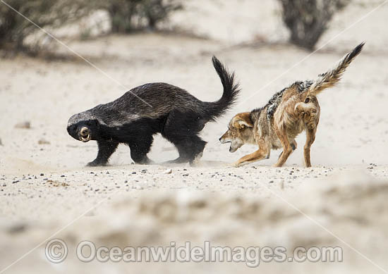 Black-backed Jackal (Canis mesomelas) attacking a Honey Badger (Mellivora capensis). Kagalagadi National Park, South Africa. Photo - Chris and Monique Fallows Black-backed Jackal (Canis mesomelas) attacking a Honey Badger (Mellivora capensis). Kagalagadi National Park, South Africa. Photo - Chris and Monique Fallows