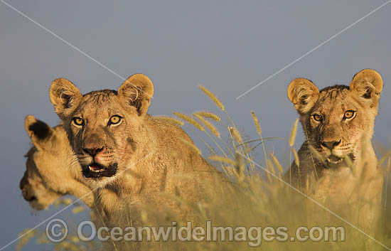 Lion Cubs (Panthera leo). Central Kalahari Game Reserve, Botswana. Photo - Chris and Monique Fallows