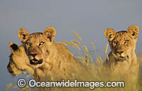 Lion cubs Photo - Chris and Monique Fallows
