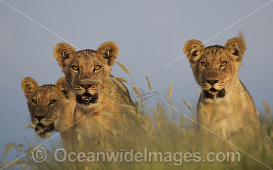 Lion Cubs (Panthera leo). Central Kalahari Game Reserve, Botswana. Photo - Chris and Monique Fallows