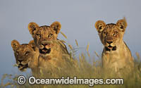 Lion cubs Photo - Chris and Monique Fallows
