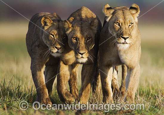 Lioness (Panthera Leo). Central Kalahari Game Reserve, Botswana. Photo - Chris and Monique Fallows