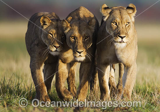 Lioness (Panthera Leo). Central Kalahari Game Reserve, Botswana. Photo - Chris and Monique Fallows Lioness (Panthera Leo). Central Kalahari Game Reserve, Botswana. Photo - Chris and Monique Fallows