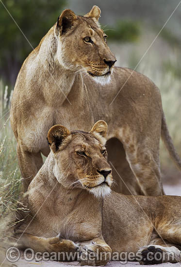Lioness (Panthera Leo). Central Kalahari Game Reserve, Botswana. Photo - Chris and Monique Fallows Lioness (Panthera Leo). Central Kalahari Game Reserve, Botswana. Photo - Chris and Monique Fallows