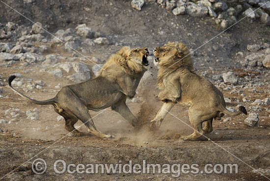 Male lions fighting photo