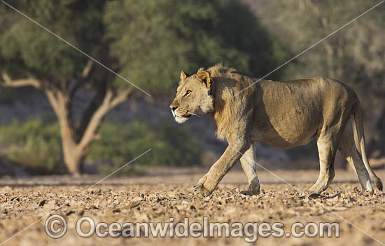 Lion (Panthera leo). Hoanib River, Namibia. Photo - Chris and Monique Fallows Lion (Panthera leo). Hoanib River, Namibia. Photo - Chris and Monique Fallows