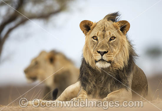 Lion (Panthera leo). Kagalagadi National Park, South Africa. Photo - Chris and Monique Fallows Lion (Panthera leo). Kagalagadi National Park, South Africa. Photo - Chris and Monique Fallows