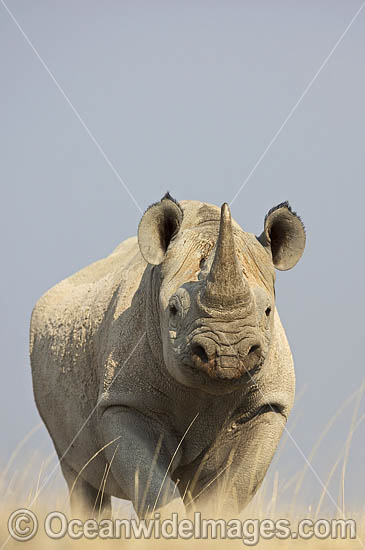 Black Rhinoceros (Diceros bicornis). Also known as  Hook-lipped Rhinoceros. Etosha National Park, Namibia. Critically Endangered. Photo - Chris and Monique Fallows