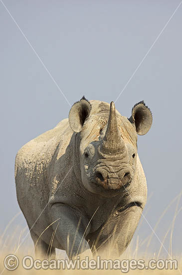 Black Rhinoceros (Diceros bicornis). Also known as Hook-lipped Rhinoceros. Etosha National Park, Namibia. Critically Endangered. Photo - Chris and Monique Fallows Black Rhinoceros (Diceros bicornis). Also known as Hook-lipped Rhinoceros. Etosha National Park, Namibia. Critically Endangered. Photo - Chris and Monique Fallows