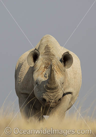 Black Rhinoceros (Diceros bicornis). Also known as Hook-lipped Rhinoceros. Etosha National Park, Namibia. Critically Endangered. Photo - Chris and Monique Fallows Black Rhinoceros (Diceros bicornis). Also known as Hook-lipped Rhinoceros. Etosha National Park, Namibia. Critically Endangered. Photo - Chris and Monique Fallows