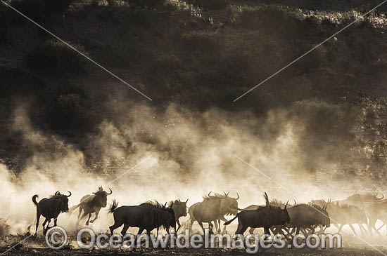 Wildebeest photo