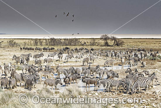 Burchells Zebra drinking photo